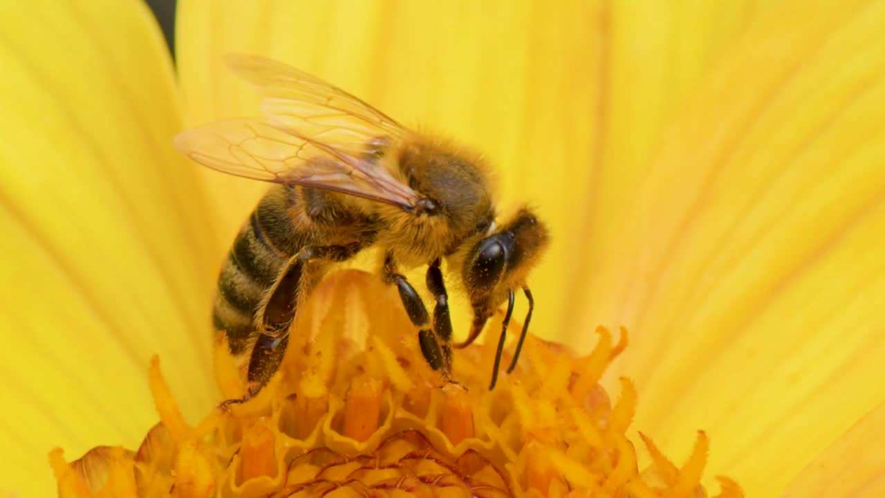 Plan macro extrême d'une abeille récoltant du pollen au centre d'un dahlia