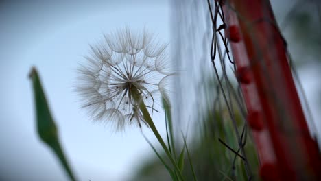 a large dandelion seedhead sits in the gentle wind next to a fence post