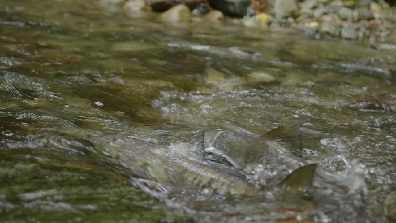 Chum salmon swimming upstream towards their spawning grounds