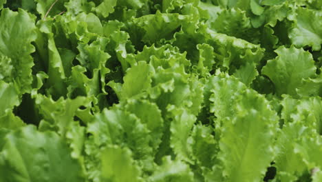 primer plano de una lechuga de coral orgánica y crujiente, perfecta para una ensalada saludable