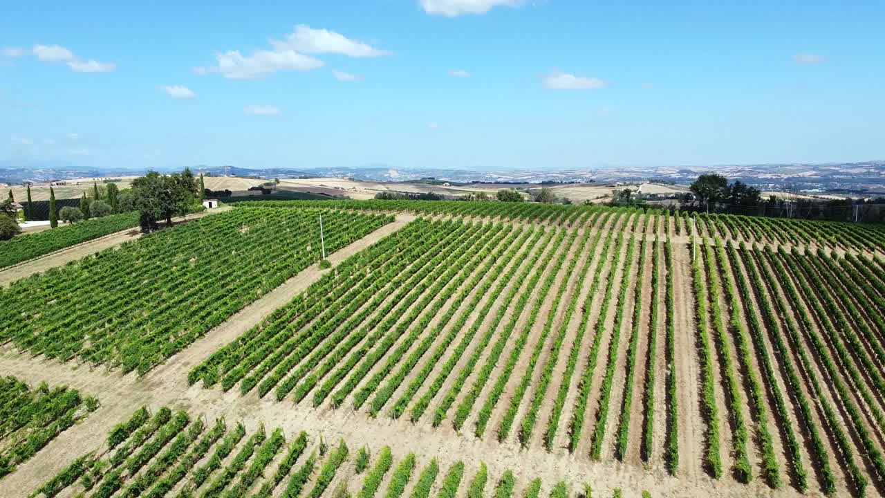 중앙 이탈리아의 전형적인 포도원의 기하학적 선