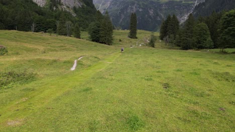 push in: drone aerial view of a flat green meadow in the swiss alps next to fir trees forest, obwalden, engelberg