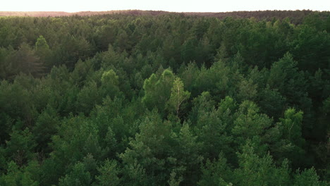 Langsames-Steigen-über-Endlosen-Grünen-Baumkronen-Des-Kowalskie-Blota-waldes,-Polen-drohnenantenne,-Die-Abhebt