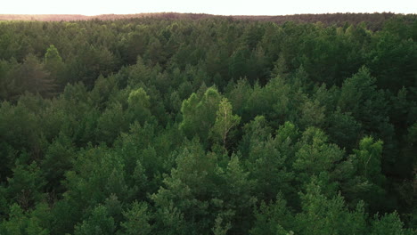 slow rising over endless green leafy tree crowns of kowalskie blota forest, poland drone aerial taking off