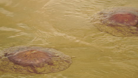 Zoom-En-Medusas-Gigantes-Que-Yacen-En-Un-Arroyo-De-Agua