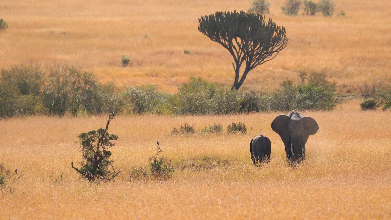 madre y bebé elefante en la pintoresca sabana de masai mara, kenia - toma amplia