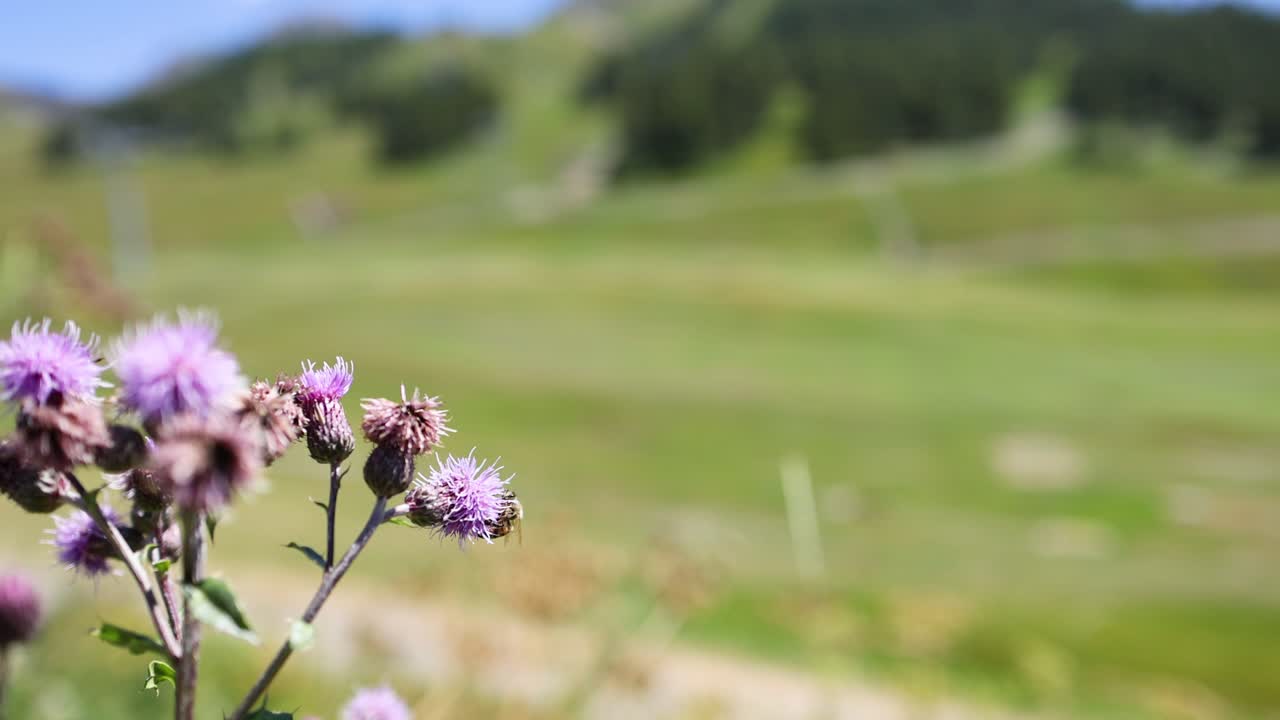 primer plano de una flor con un fondo borroso