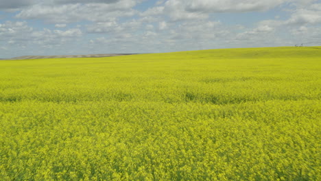 Blooming-yellow-canola-plant-field,-low-aerial