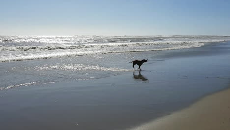 a dog plays on the beach of the roman coast during springtime and retrieves a stick in the water