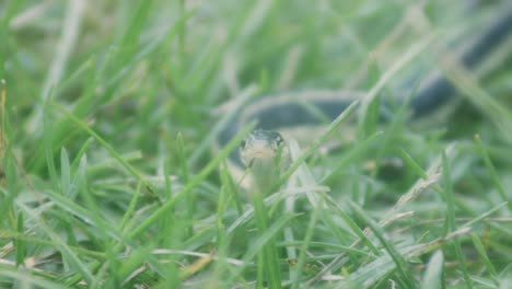 grass snake slithering in grass - close up shot