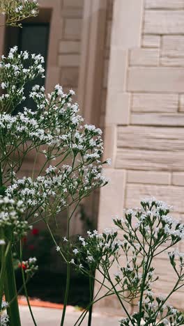 white flowers by a stone building