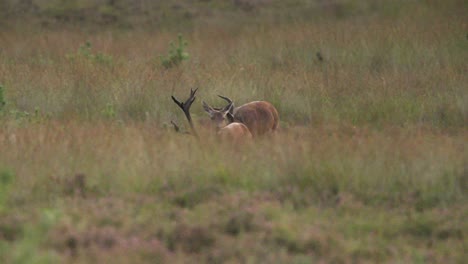 medium tracking shot of a large majestic red deer buck with a huge rack of antlers running through a grassy field with his nose up and checking a doe