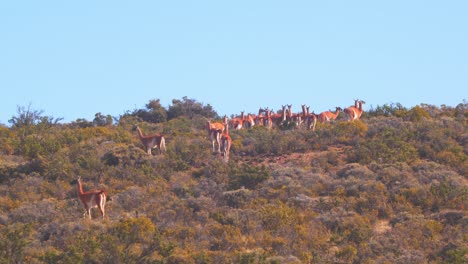 herd of guanaco converges together to walk ahead in the colorful shrubs with background of cloudless blue sky