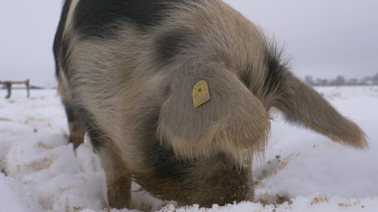 겨울에 회색 하늘에서 음식을 찾는 농장 들판에서 야외에서 서리가 내린 눈을 채취하는 양털 돼지의 세부 샷을 닫습니다.