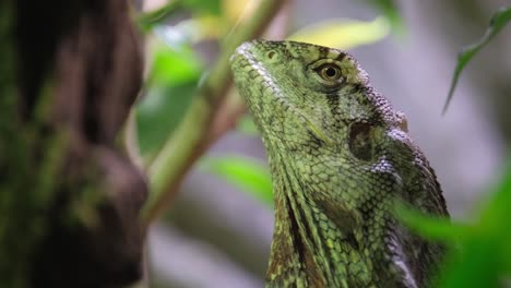 close-up of a lizard in its natural habitat