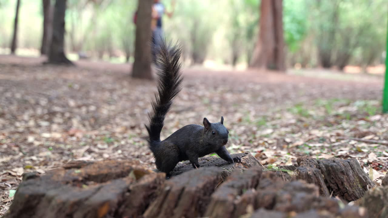 Sort egern står på en træstub og søger føde i Viveros de Coyoacán i Mexico. Slowmotion.