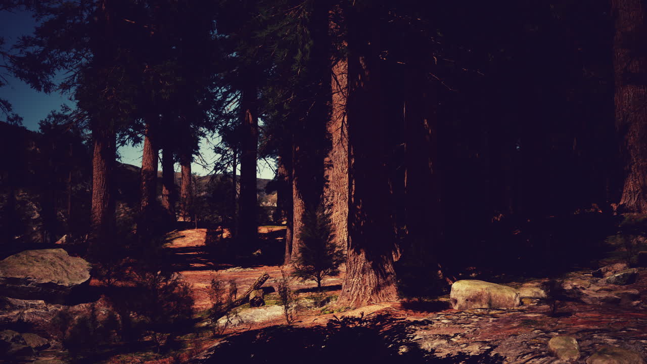 pinos altos en un bosque