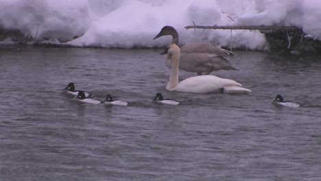 Ducks-swim-in-a-freezing-river-during-a-snowstorm