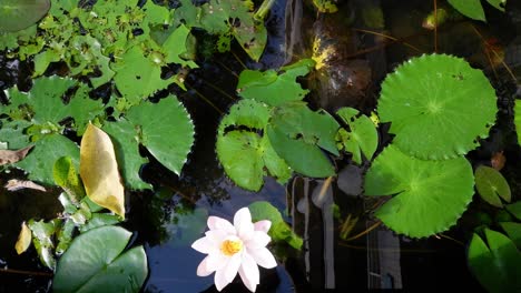 la flor de loto se abre y cierra en el agua