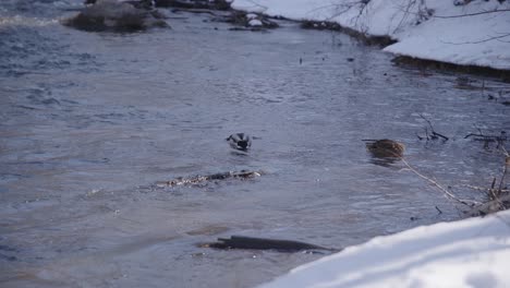 50 fps two ducks resting on a river with strong flow