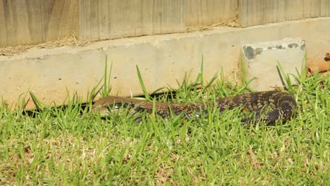 Blue-Tongue-Lizard-Laying-Next-To-Fence-In-Garden