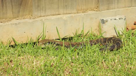 blue tongue lizard laying next to fence in garden