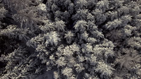 aerial of freshly snow covered trees in a beautiful forest winter scenery