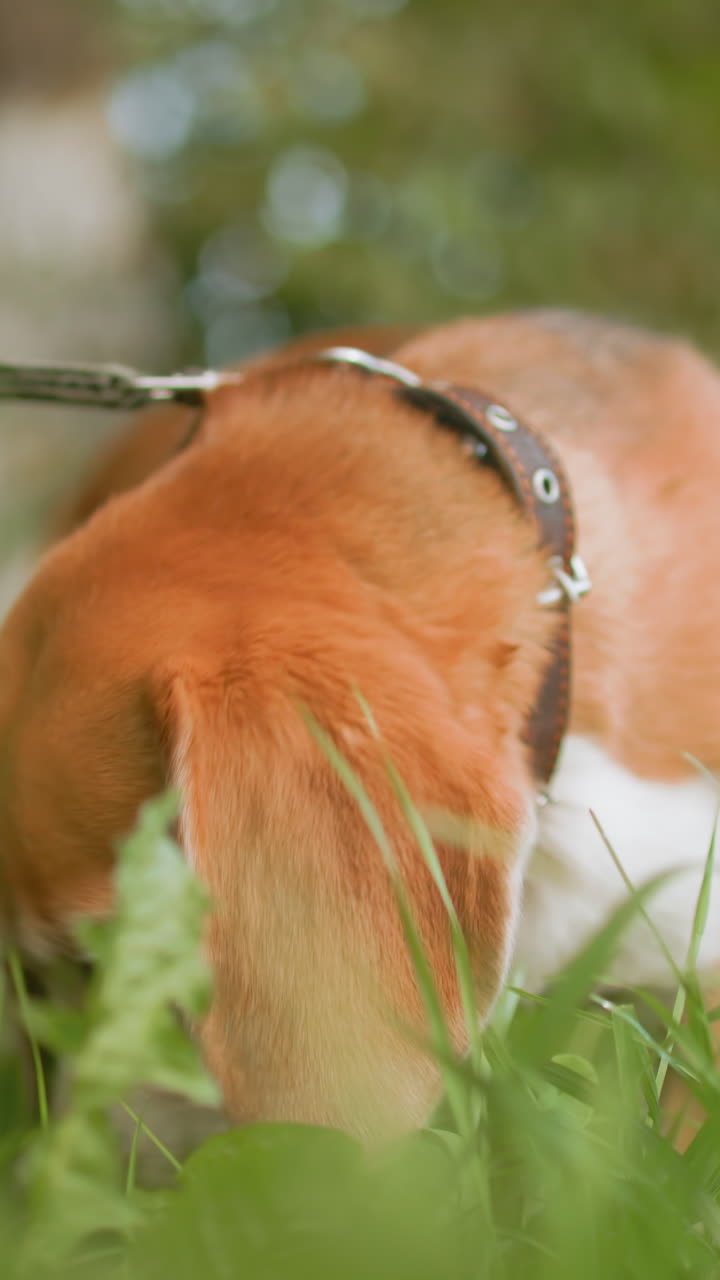 Playful beagle explores nature surroundings, Energetic beagle shows interest in several blades of grass nearby, Lively beagle with leash examining and tasting tender grass blades in sunny park