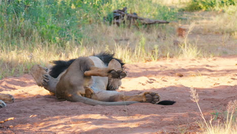 lion resting in the sand