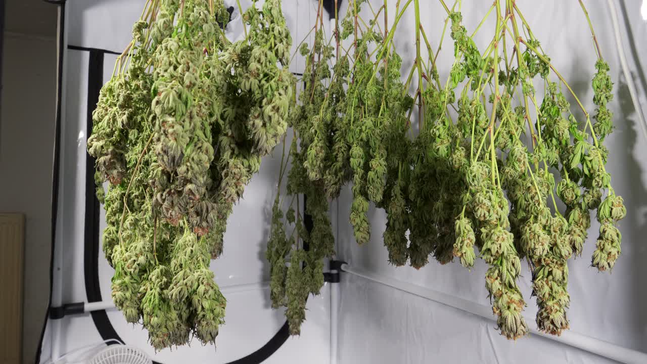성장 텐트에서 건조 대마초 식물의 돌리 샷