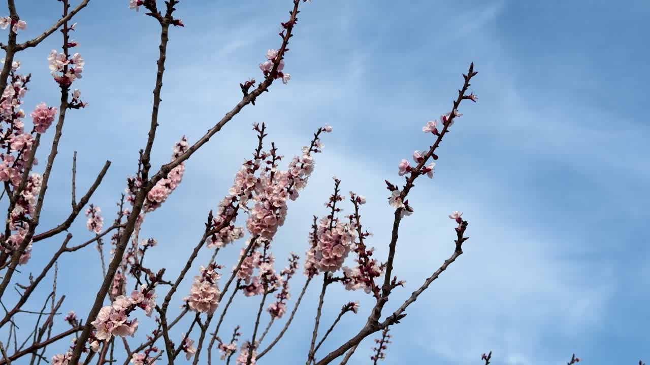 Primo piano di fiori di sakura rosa sui rami che ondeggiano delicatamente sotto un cielo limpido e soleggiato.