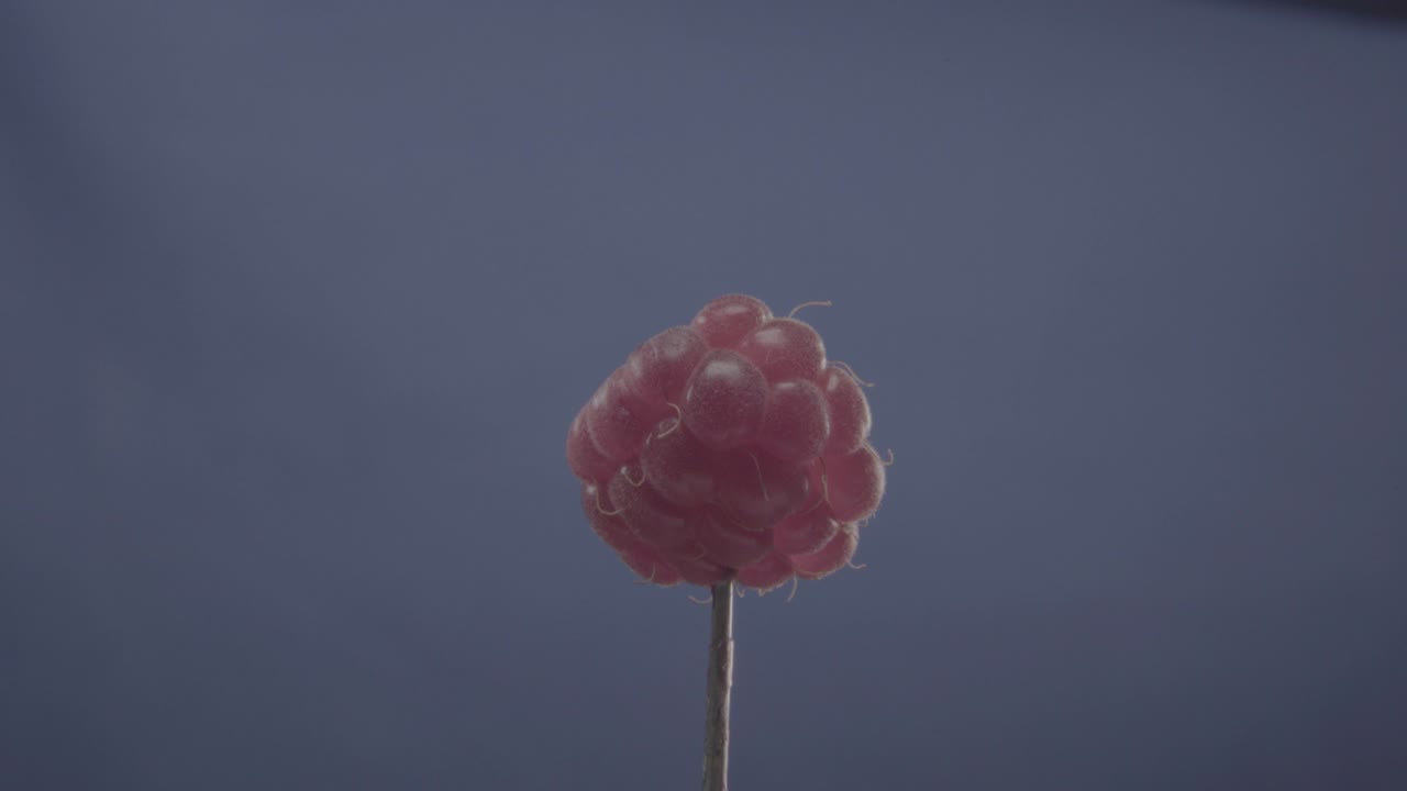 Raspberry rotating with loop on blue screen for chroma key