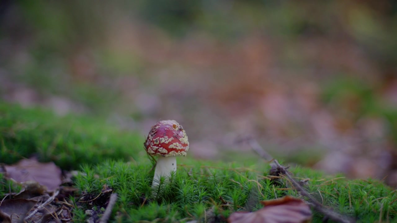 A single red and white mushroom stands on lush green moss in a serene forest clearing