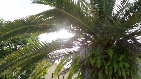 exuberantes hojas de palmera verde con fondo iluminado por el sol