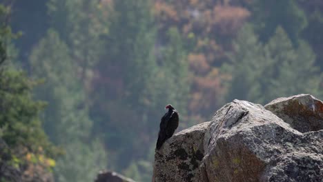 un buitre de pavo en el cañón negro del parque nacional gunnison