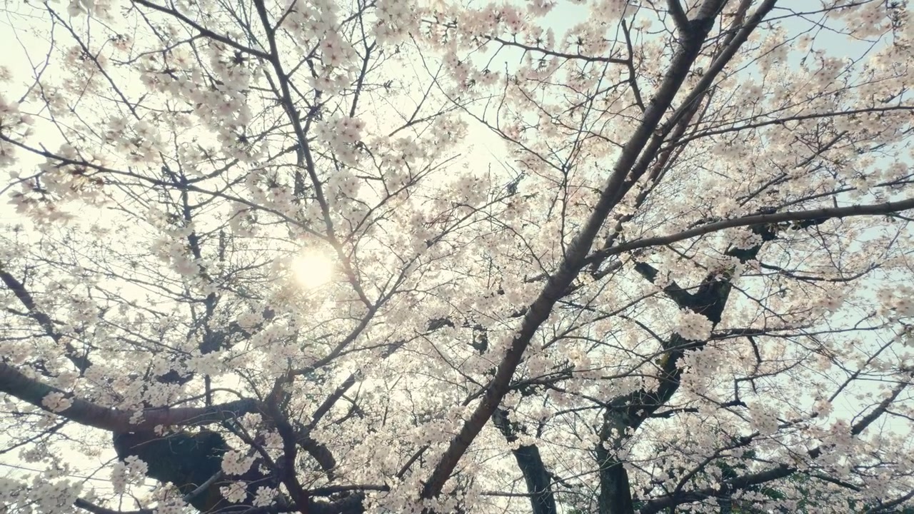 Rami di ciliegio in fiore coperti di fiori durante l'alta stagione dei sakura in Giappone.