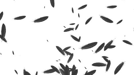 검은 털 날아다니는 입자 모션 그래픽
