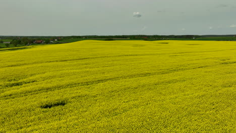 a wide view of the rapeseed fields with a partly cloudy sky, showing the expansive nature of the fields and the yellow flowers stretching to the horizon