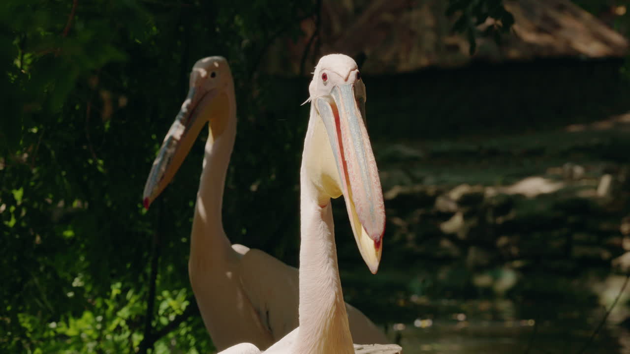 Pelicans in natural habitat