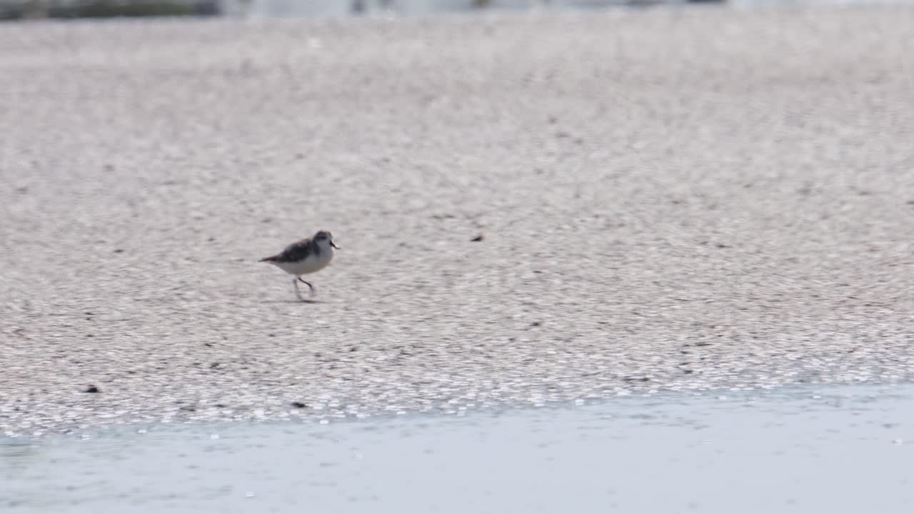 Seen running to the right on the salt pan hardened mudflat, Spoon-billed Sandpiper Calidris pygmaea, Thailand