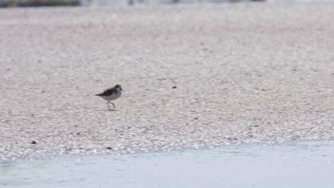 Gesehen,-Wie-Er-Nach-Rechts-Auf-Dem-Verhärteten-Wattenmeer-Der-Salzpfanne-Läuft,-Löffelschnabelstrandläufer-Calidris-Pygmaea,-Thailand