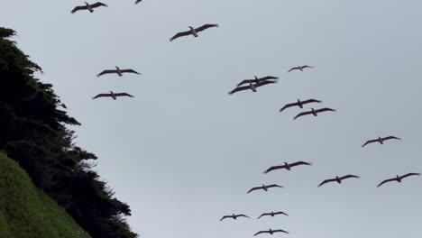 Filmische-Schwenkaufnahme-Eines-Schwarms-Braunpelikane,-Die-In-Formation-über-Der-Küste-Kaliforniens-In-Cambria-Fliegen