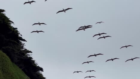 una toma de panorámica cinematográfica que rastrea una bandada de pelícanos marrones volando en formación sobre la costa de california en cambria