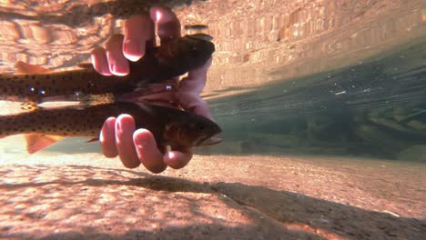 liberando una trucha asesina en un lago alpino de agua clara