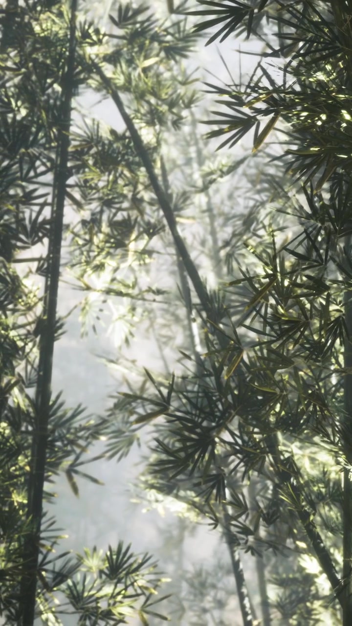 Luce solare che filtra attraverso alberi di bambù in una foresta al mattino.