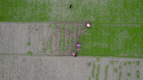 farmers men and women farmer working in rice field