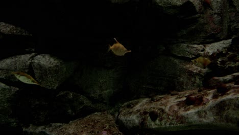 coral reef fish in a marine aquarium.