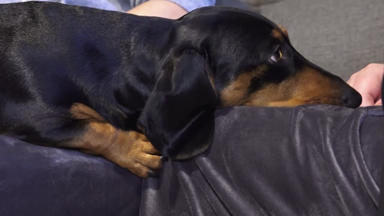 조금 슬픈 개가 주인을 기다리고 있습니다