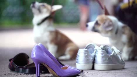 cachorros welsh corgi en rodaje de moda en zapatos de fondo para modelos de niñas. estilo mimimi. orejas de cachorros aún no de pie. año de perro. símbolo del año calendario chino. feliz navidad y feliz año nuevo. vista de ángulo bajo