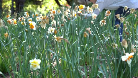 un jardín de narcisos blancos y amarillos en primavera